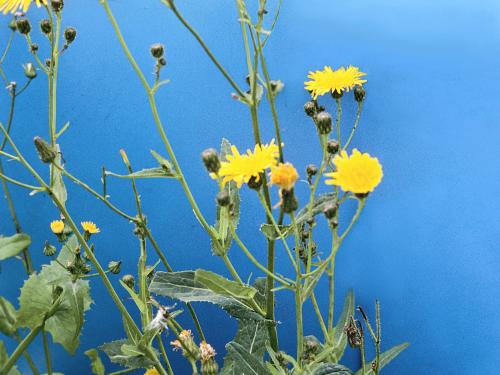 Laiteron champs (Sonchus arvensis)_11