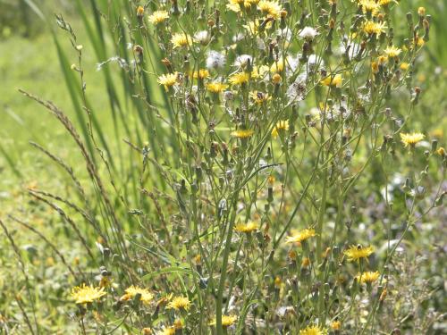 Laiteron champs (Sonchus arvensis)_13