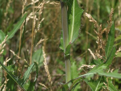 Laiteron champs (Sonchus arvensis)_18