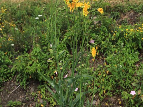 Laiteron champs (Sonchus arvensis)_19