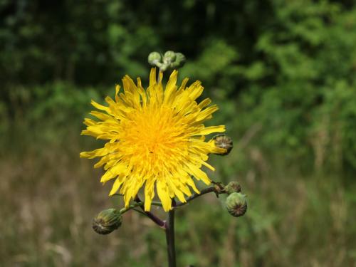 Laiteron champs (Sonchus arvensis)_20