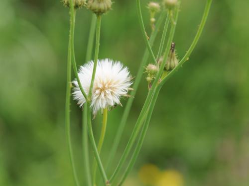 Laiteron champs (Sonchus arvensis)_21