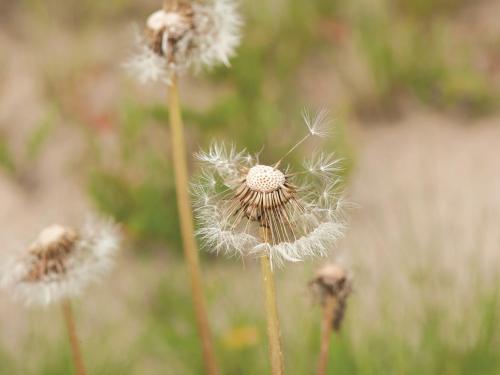 Pissenlit (Taraxacum officinale)_12