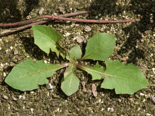 Pissenlit (Taraxacum officinale)_13