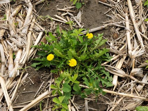 Pissenlit (Taraxacum officinale)_17