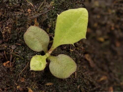 Pissenlit (Taraxacum officinale)_20