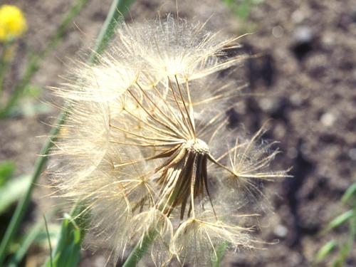 Salsifis prés (Tragopogon pratensis)_7