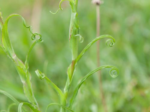 Salsifis prés (Tragopogon pratensis)_9