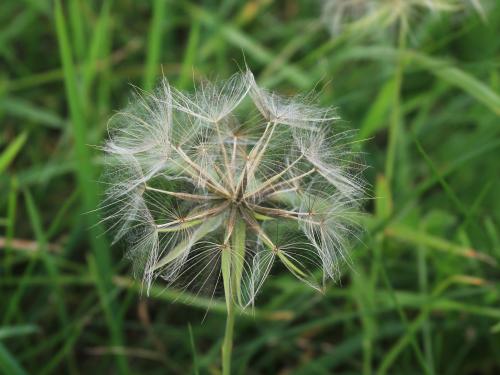 Salsifis prés (Tragopogon pratensis)_22