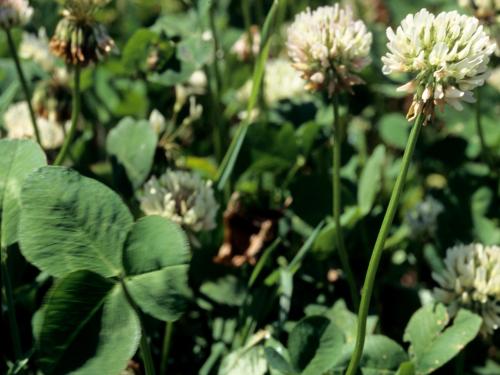 Trèfle blanc(Trifolium repens)_4