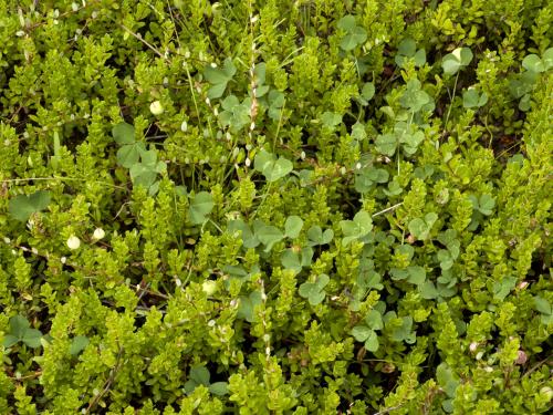 Trèfle blanc(Trifolium repens)_8