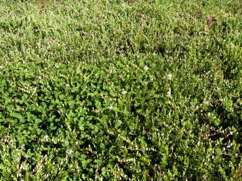 Trèfle blanc(Trifolium repens)_10