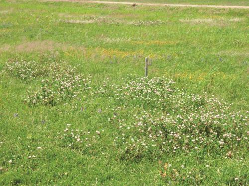 Trèfle blanc(Trifolium repens)_11