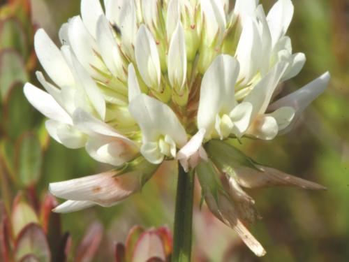 Trèfle blanc(Trifolium repens)_12