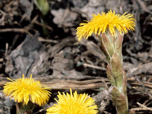 Tussilage pas-d'âne(Tussilago farfara)_6