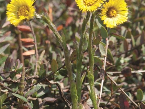 Tussilage pas-d'âne(Tussilago farfara)_9