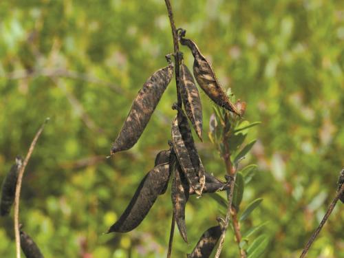 Vesce jargeau(Vicia cracca)_9