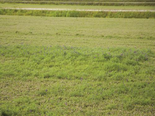 Vesce jargeau(Vicia cracca)_10