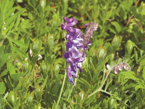 Vesce jargeau(Vicia cracca)_11