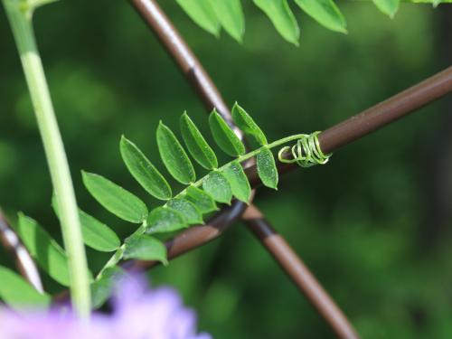 Vesce jargeau(Vicia cracca)_27