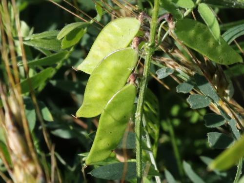 Vesce jargeau(Vicia cracca)_29