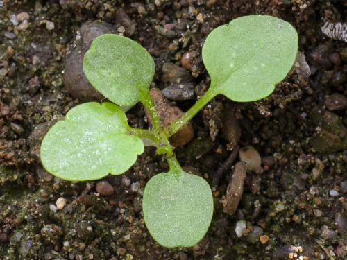 Violette des champs(Viola arvensis)_2