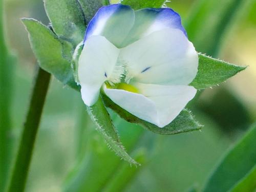 Violette des champs(Viola arvensis)_5