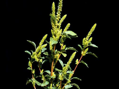 Amarante de Powell(Amaranthus powellii)_3