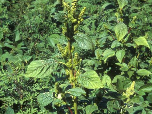 Amarante de Powell(Amaranthus powellii)_8