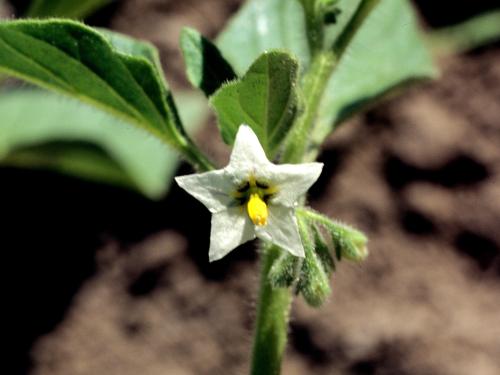 Morelle feuilles coqueret (Solanum physalifolium)_4