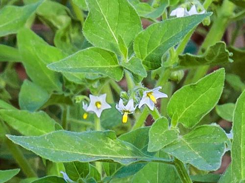 Morelle feuilles coqueret (Solanum physalifolium)_5