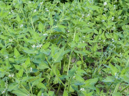 Morelle feuilles coqueret (Solanum physalifolium)_8