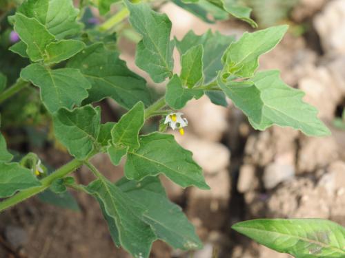 Morelle feuilles coqueret (Solanum physalifolium)_11