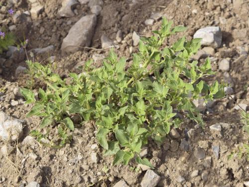 Morelle feuilles coqueret (Solanum physalifolium)_12