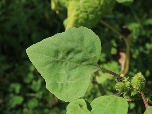 Lampourde glouteron (Xanthium strumarium)_11