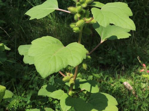 Lampourde glouteron (Xanthium strumarium)_12