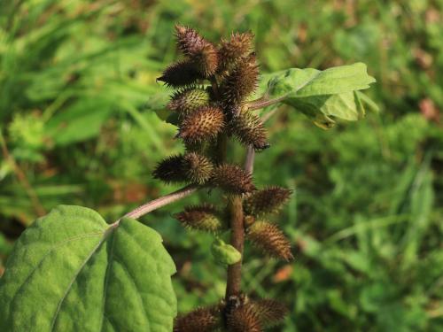 Lampourde glouteron (Xanthium strumarium)_13