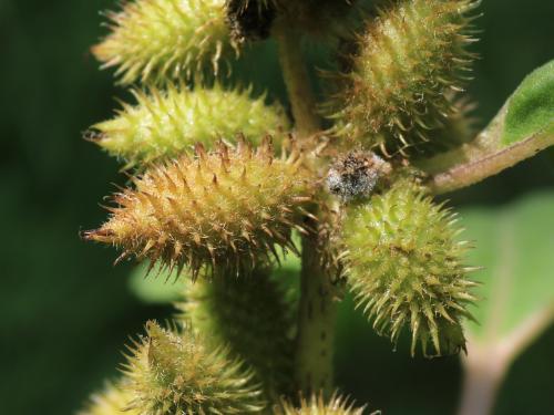 Lampourde glouteron (Xanthium strumarium)_14