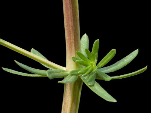 Gaillet mollugine (Galium mollugo)_4