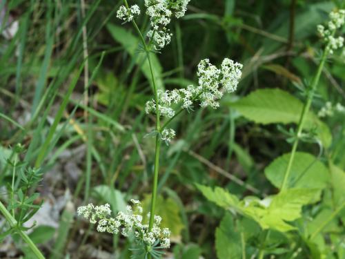 Gaillet mollugine (Galium mollugo)_25