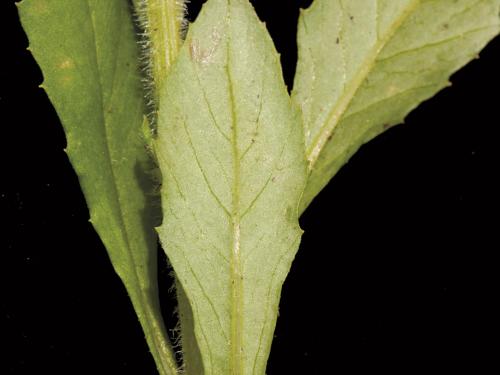 Érechtite feuilles épervière (Erechtites hieraciifolius)_5