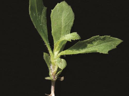 Érechtite feuilles épervière (Erechtites hieraciifolius)_8