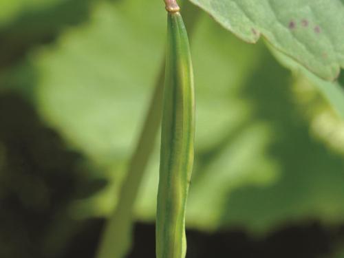 Impateinte du Cap (Impatiens capensis)_3