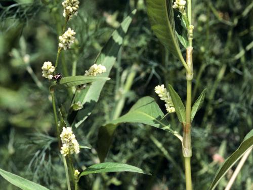 Renouée feuilles patience(Persicaria lapathifolia)_4