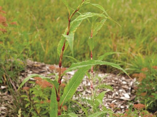 Renouée feuilles patience(Persicaria lapathifolia)_5