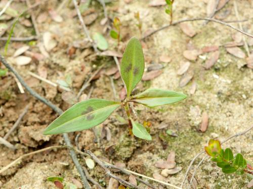 Renouée feuilles patience(Persicaria lapathifolia)_10