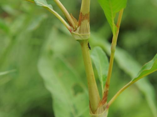 Renouée feuilles patience(Persicaria lapathifolia)_16