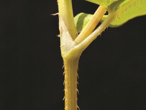 Renouée sagitté (Persicaria sagittata)_5