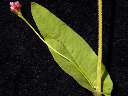 Renouée sagitté (Persicaria sagittata)_8