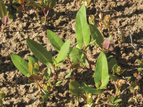 Renouée sagitté (Persicaria sagittata)_13